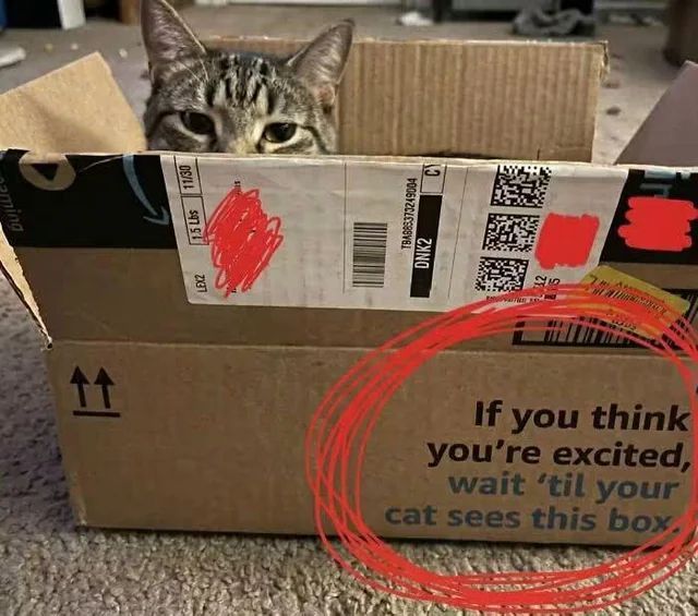 TweetsOfCats's tweet photo. https://t.co/Jv5wKrp9r6