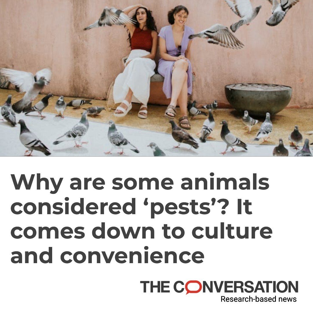 ConversationUS's tweet photo. Why do we call pigeons "pests" but feed songbirds? 🐦

An environmental ethicist says whether an animal is labeled a pest often has less to do with biology and more to do with humans’ way of thinking.

https://t.co/Ut6RWMM4s8 https://t.co/MoqBcKG2SR