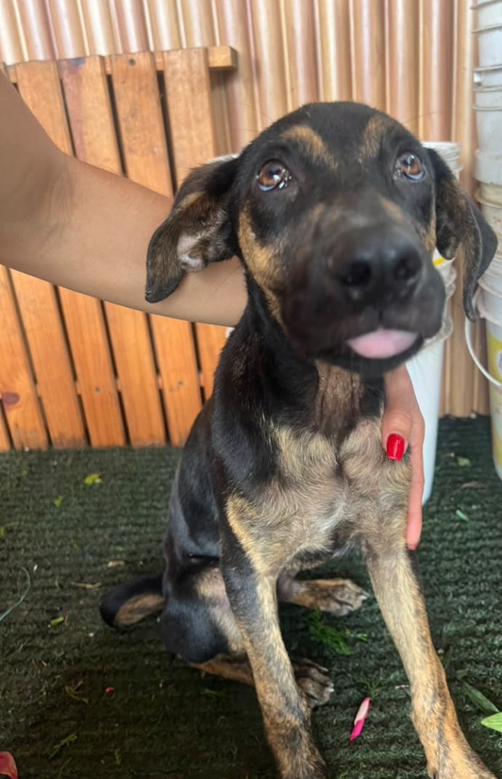 Hospedajeanimal's tweet photo. En adopción responsable en Barquisimeto este hermoso cachorro de 4 meses, TODA INFORMACIÓN DIRECTAMENTE a: 04245644521. https://t.co/DDUV9fNLU2
