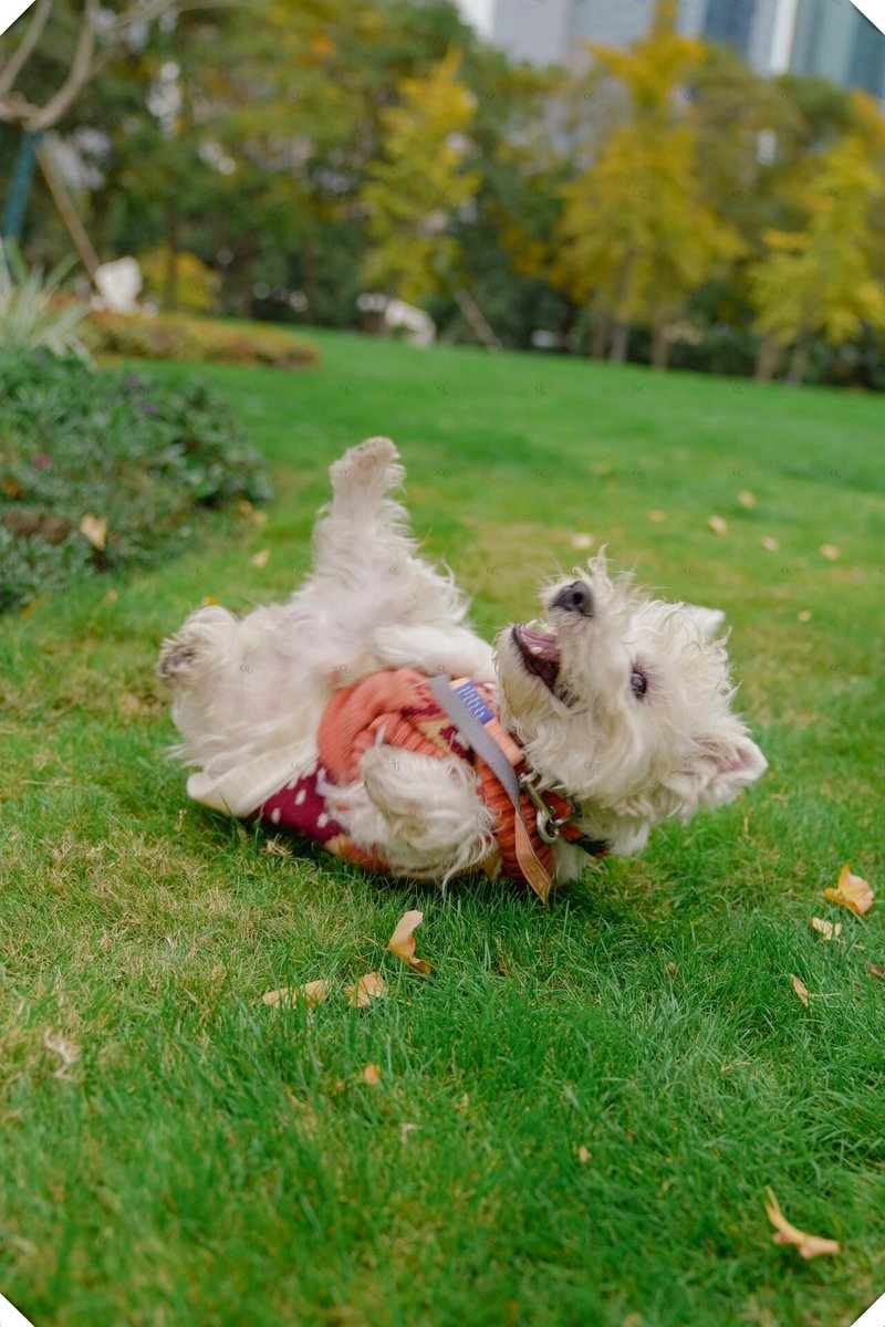 EmilDeldonjpf's tweet photo. My little pup is now 6 months old! Went from wobbling tiny paws to zooming around the park like a little pro today , https://t.co/SUaFKR10Ic