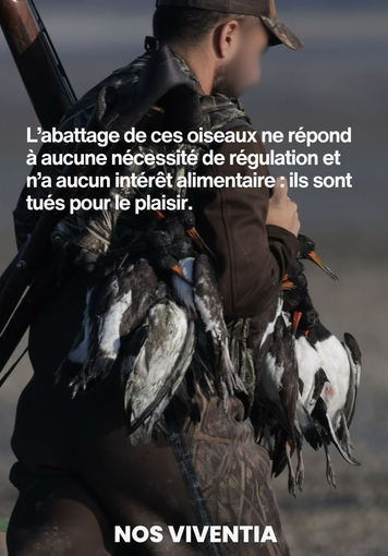 ChasseAbolition's tweet photo. Stop à la #chasse en #BaiedeSomme 🤯🤯🤯
les potes de #xavierbertrand continue le #carnage ...
https://t.co/5ysHMSaDIB https://t.co/nYAm5glWjg
