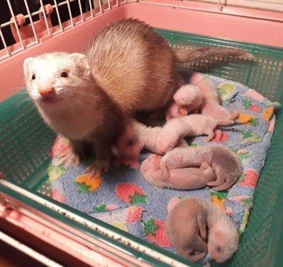 ferretfriend__'s tweet photo. https://t.co/cUM5P9DKDb