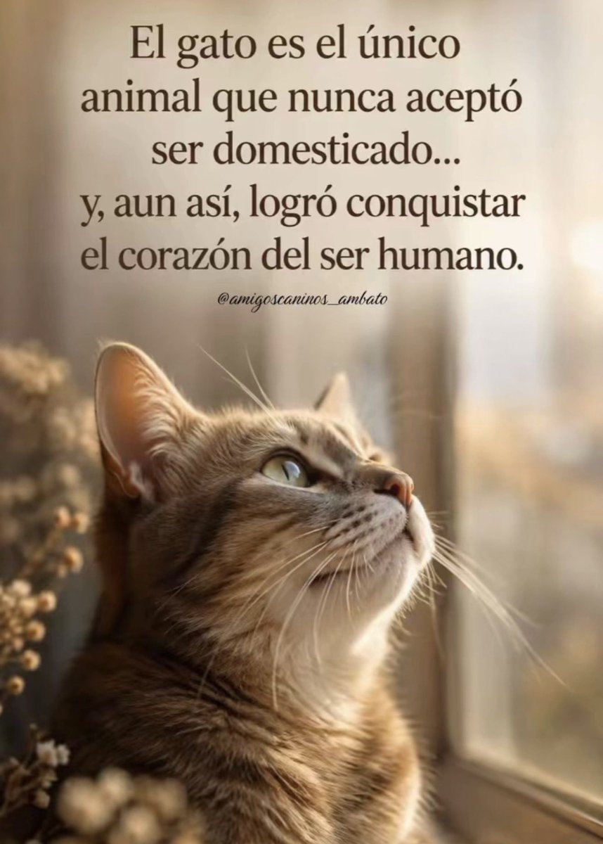 MsCiencia2's tweet photo. El gato logró conquistar el corazón del humano… 🐱 https://t.co/2aBDuPzYpk