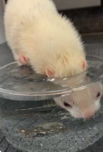 ferretfriend__'s tweet photo. https://t.co/kE3kBKsdAS
