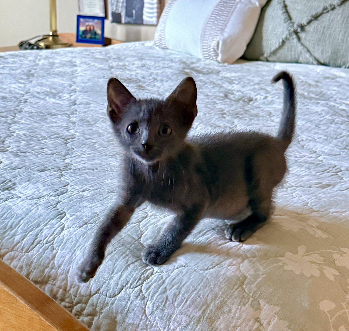 Foster_Fluff's tweet photo. Well this sure is a great place to scamper! #HeDiscoveredTheBed #Erling #kittens #CatsOfX #CatsOfTwitter https://t.co/LBzAZvNAGb