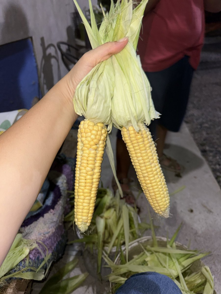 cakovski's tweet photo. Katılımı zorunlu közde mısır workshopu 🌽 https://t.co/mKRfUS3TNL