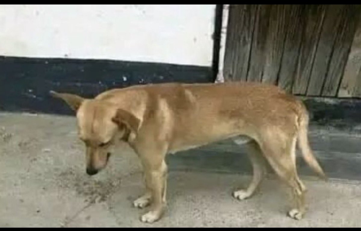 ChrisExcel102's tweet photo. The only breed that can disappear the whole week because of a vagina 🍑 and come back home as if he was on holiday… 

Legends of our community 😭🔥 https://t.co/dQV4En0buu