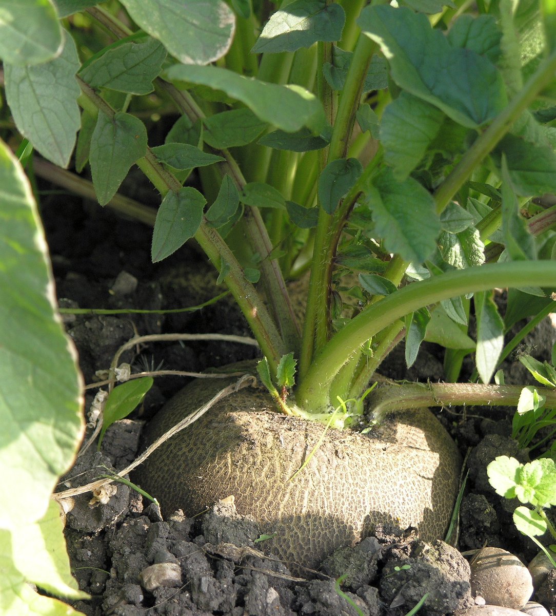 AndreBuchheim's tweet photo. #AbendGedicht zum #AbendEssen? In jedem Fall #vegetarisch, #gesund und #lecker, was uns der #Dichter hier auftischt:
Bertolt Brecht (1898-1956)
Lied von der Zubereitung des schwarzen Rettichs
Am besten einen von den schwarzen, großen.
Sag zu ihm freudig: „Bruder, du mußt raus!“
Doch zieh den Bruder lieber nicht mit bloßen
Pratzen aus.
Nimm einen Handschuh, denn der Rettich lebt in Dreck
Vor dem Haus. Er muß weg.
Raus.
Du kannst ihn dir auch kaufen (für ein' Nickel)
Doch wie gesagt, er muß gewaschen sein.
Wenn er geschnitten is in kleine Stickel
Salz ihn ein.
Reib's in die Wunde, daß er merkt, daß ihm nichts nitzt.
Salz hinein! Bis er schwitzt.
Salz ihn ein!
Aus: "Schweyk im zweiten Weltkrieg",
zitiert nach: "Grüner Mond von Alabama. Gedichte und Lieder aus Stücken.", Aufbau-Verlag Berlin und Weimar, 1975 (genehmigte Ausgabe des Buches vom Suhrkamp Verlag Frankfurt am Main von 1967 für die DDR)