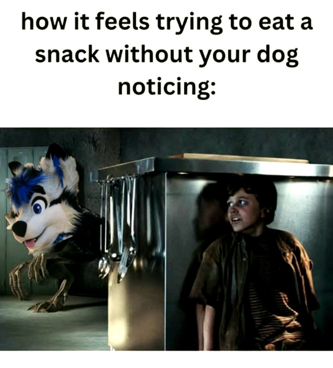 Shilo_husky's tweet photo. ...*crinkle* i can hear youuu👂👀 https://t.co/ODvrtIQbGg