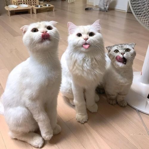 kittyworks tweet picture