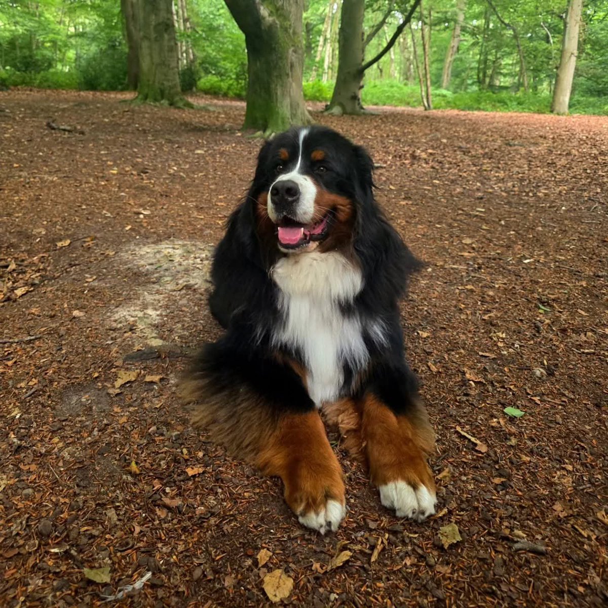andy68215's tweet photo. @Sir_Watcher My dogs best friend 🧡 https://t.co/7uX94dhfe7