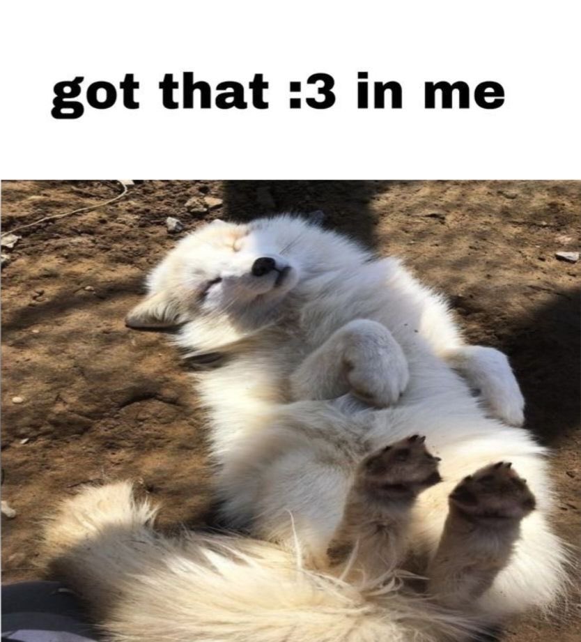 gayfluffypaws's tweet photo. https://t.co/8WsSevPuL4