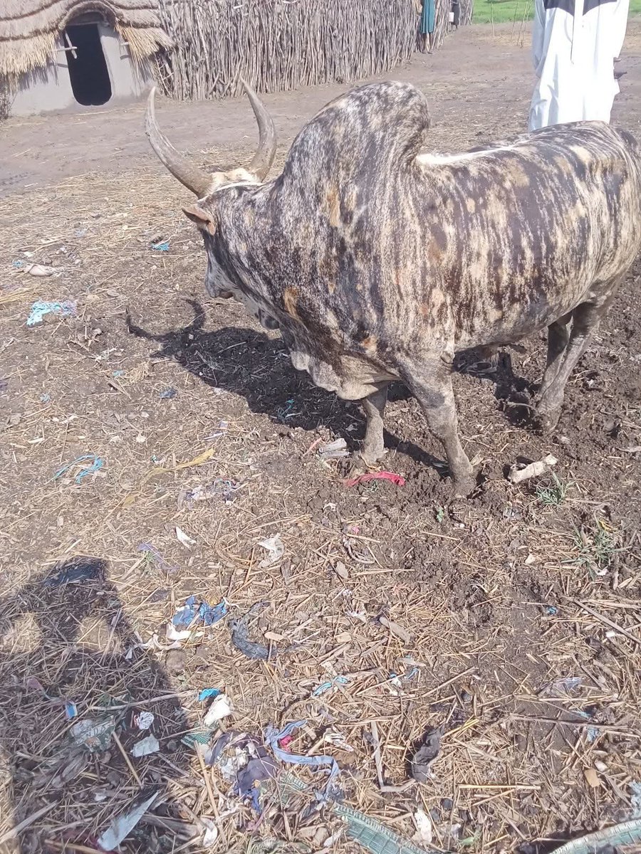 Malualbk's tweet photo. The majestic speckled grey bull (TutinNyang),  wearing nature’s own camouflage like a royal robe. 🐂🔥 A living symbol of strength, beauty, and cattle-keeping heritage.

#SouthSudan #Leadership #UnityCatalyst #MBK #MBK2026 https://t.co/k12gUbpQyW