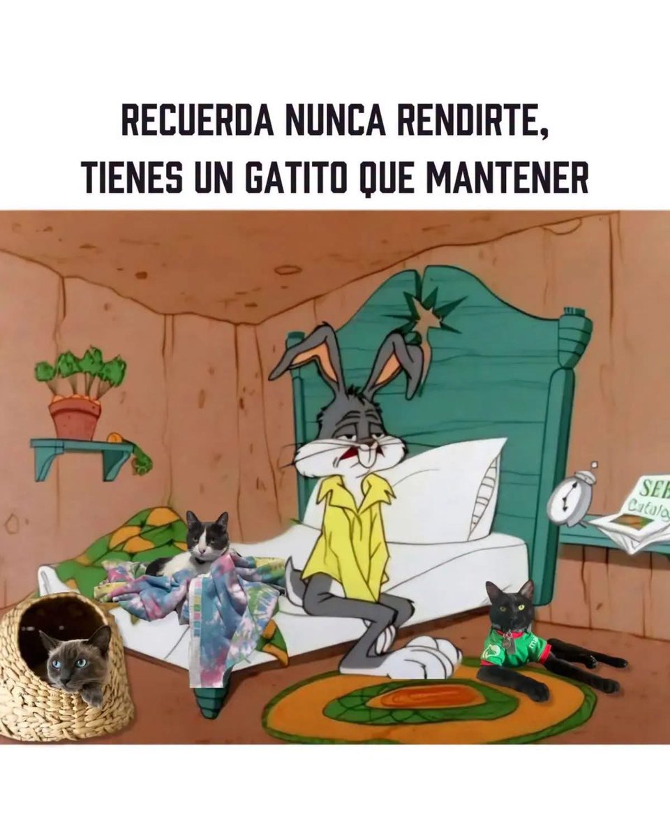El_gatitoGordo's tweet photo. https://t.co/tmBiehYCLV