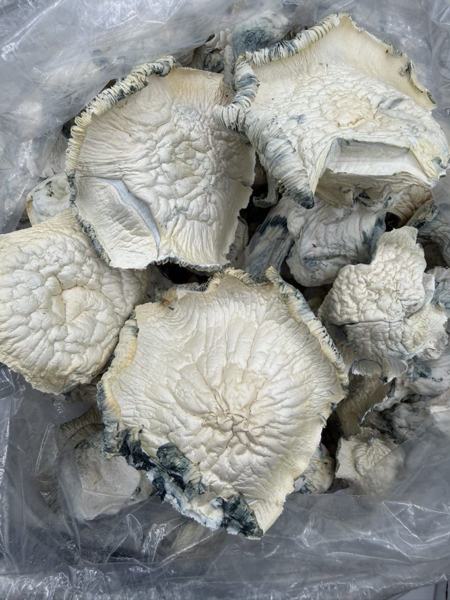 ghostarms85123's tweet photo. Who needs a plug🍁🍁#shrooms

🔗🔗👇
https://t.co/4v5nPKbewv

 Panama City  Gainesville Live Oak  Palatka  Lake City  Tallahassee Weed Pensacola  Tampa Weed Orlando  Clearwater  Lakeland  Winter Haven Weed Sanford Weed Daytona Beach Kissimmee  Naples  Sarasota https://t.co/ueFZoLpyHt