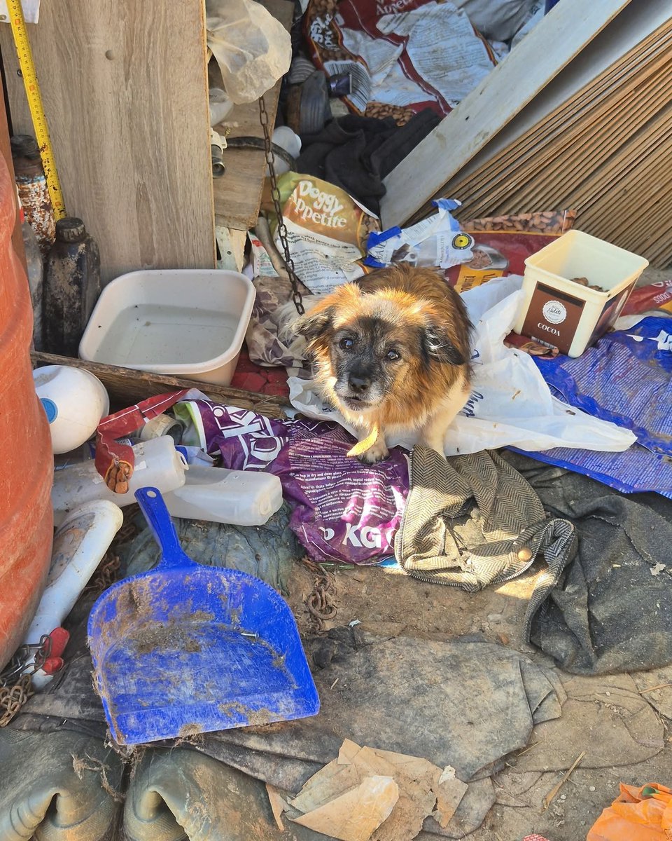 Paws2RescueUK's tweet photo. Imagine this being your whole world... a short chain, constant hunger, and no hope.

This beautiful boy is now safe, warm, and free. He will never again know the pain of being chained or left to starve.

A heartfelt thank you to everyone who has donated. Your kindness makes rescues like this possible. 

Without your support, dogs cannot be saved from places like this house of horror.