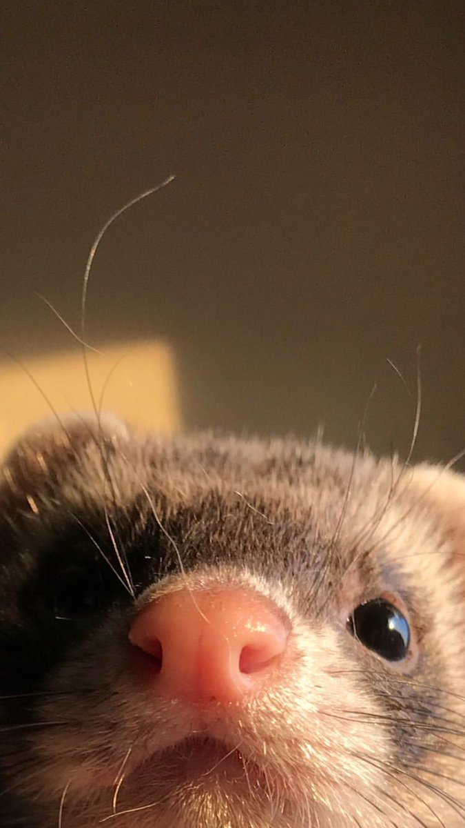 ferretfriend__'s tweet photo. https://t.co/R9BcThY5WY