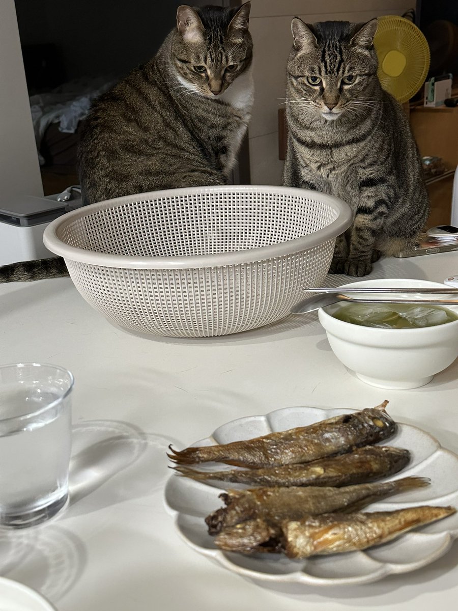 really_mallo's tweet photo. 입맛없어요............... https://t.co/Ut2xh0n2wO