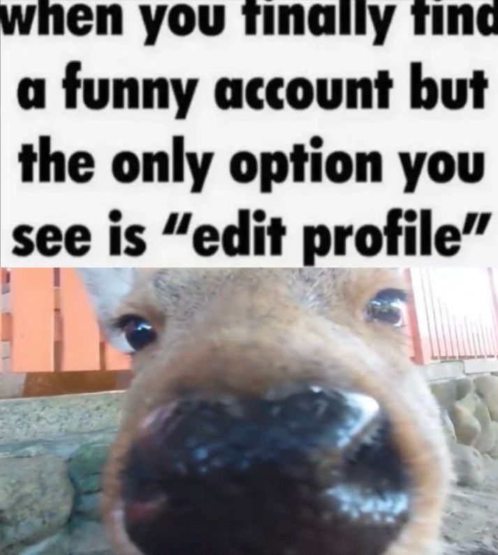 Deer in Places they Shouldn't Be tweet media
