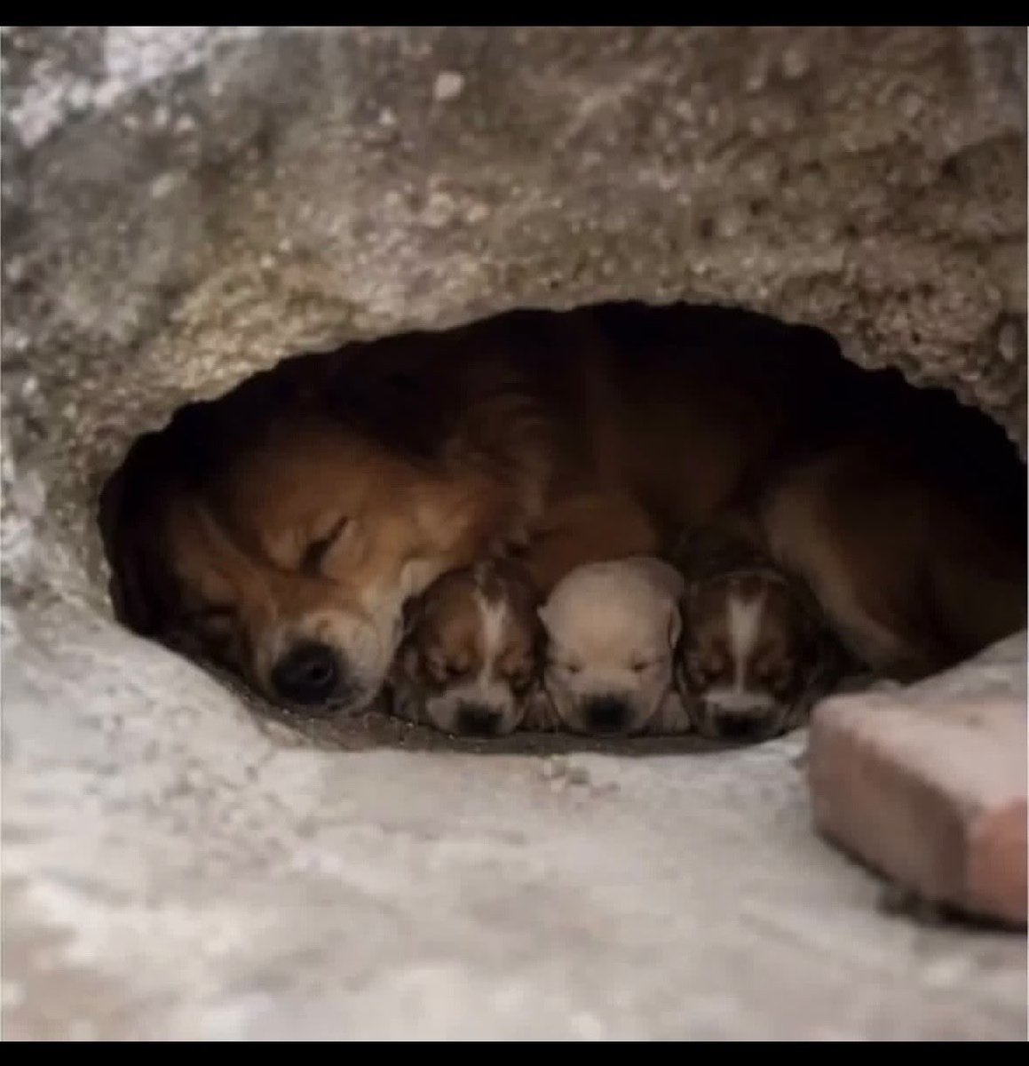 VeroLestrade's tweet photo. Forever #WangWang ❤️❤️
#justiceforwangwang #wangwang #旺旺 #BoycottJieyang #boycottguangdong #pingpu #pingbu #chinatourism #beijing #boycottchina #china #ccp #StopCatTorture #AnimalProtectionLawChina #Zhongfamily #zhongclan https://t.co/UYAWsXhpI7