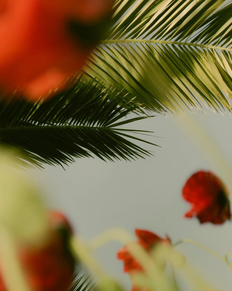 XiaomiNigeria's tweet photo. Which summer moment would you keep?👇
📸@xiaomi.global
#Xiaomi17TSeries #ShotOnXiaomi #LeicaCamera #Xiaomi #XiaomiNigeria #XiaomiCaptured #Telephotomaster #MobilePhotograghy #Camera #SmartphoneCamera #TechNigeria #Fyp #Explore https://t.co/G4ZOVKqq2D