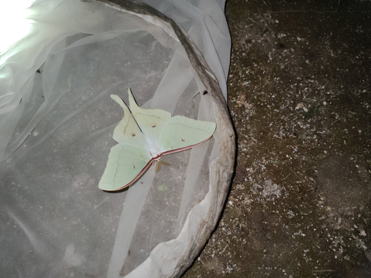 Mulan00225's tweet photo. 灯火採集へ🦋川にはカワムツも🐟️ https://t.co/puowMmNyUl