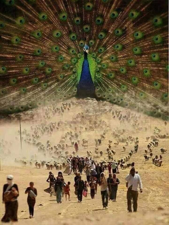 Dirokakurt's tweet photo. Hawarr Hawarrr... 
#3êTebaxêJiBîrNeke https://t.co/cX0qTarfNr