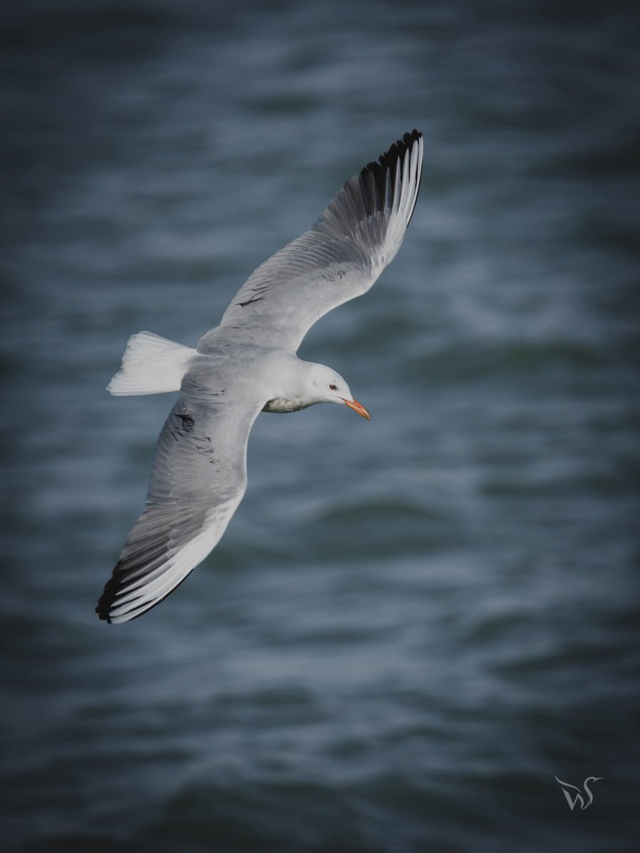 ertugruldivlecn's tweet photo. Suların üzerindeki zarif süzülüşüyle İnce Gagalı Martı • Chroicocephalus genei • Slender-billed Gull https://t.co/iz25woZaP3