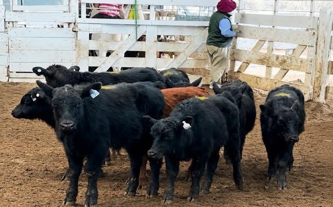 Agroverdad's tweet photo. Pizarra y cotizaciones🐮

Hacienda. El consumo cedió tras la suba de la semana pasada y la invernada recuperó lo perdido en Jesús María

➡️ https://t.co/bNH9aoMEkj

 #AgroTitular #AgroCordoba #agro #campo #ganaderia #hacienda #preciosganaderos https://t.co/fQWULIYaoV