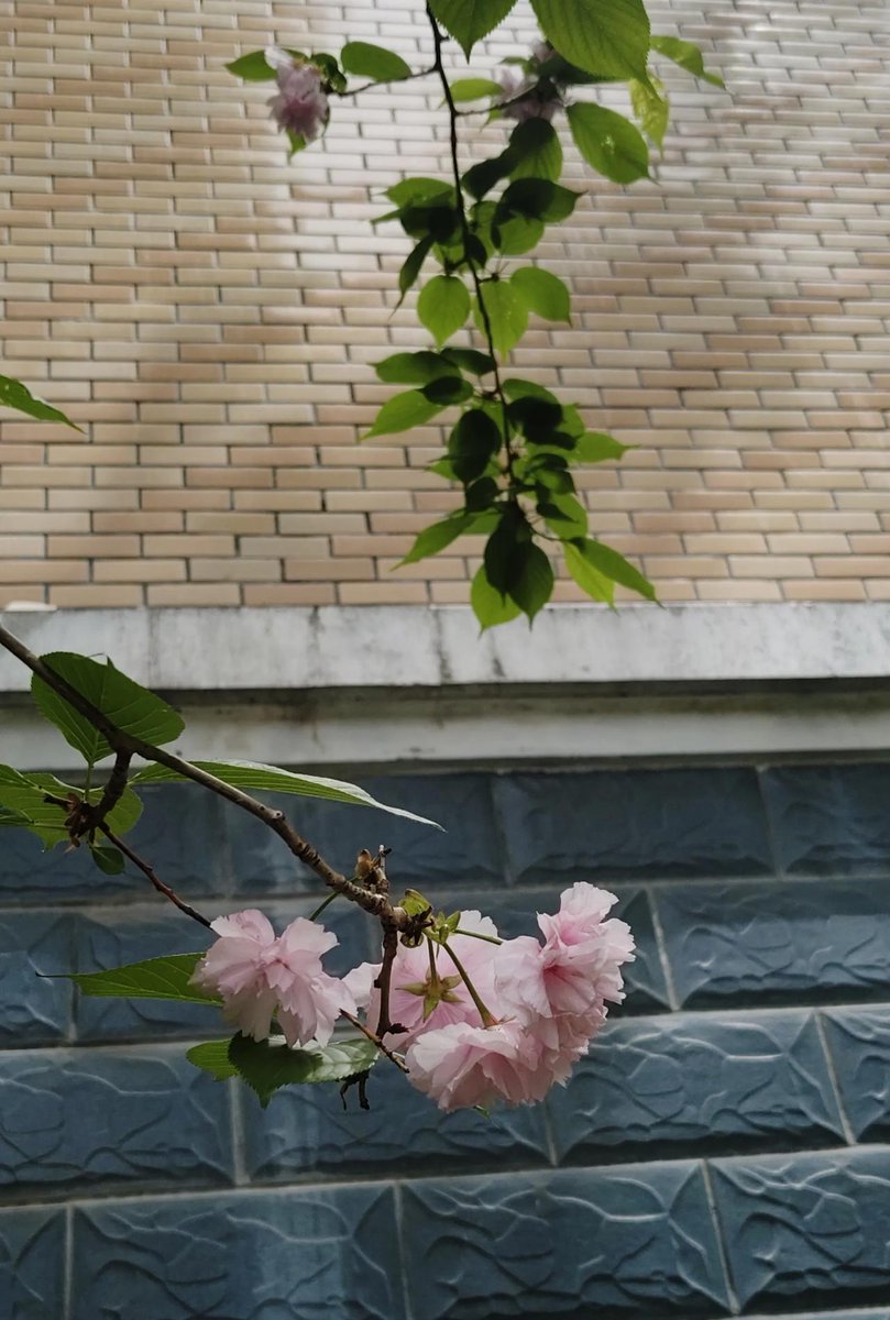 Leeyul79964441's tweet photo. 上周还在为赶不上地铁焦虑，这周已经能每天提前10分钟冲公园的早樱啦，日子细碎但都往亮处走～， https://t.co/9WJmM88Bxr