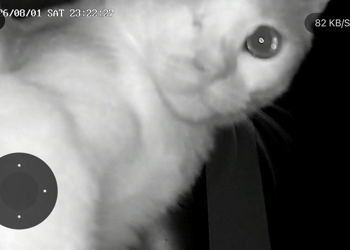 alekko_chan's tweet photo. My cat Rusty on home camera https://t.co/zfLo2HyqGr
