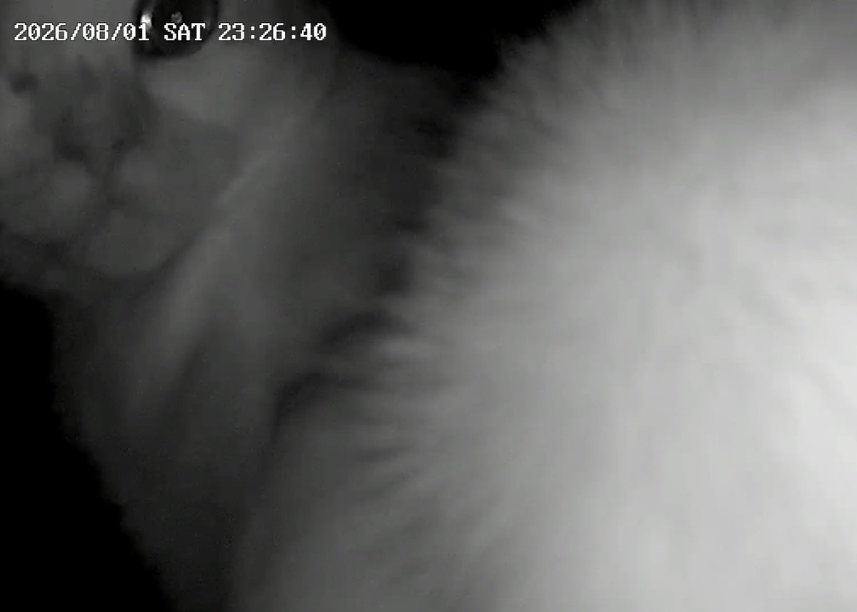 alekko_chan's tweet photo. My cat Rusty on home camera https://t.co/zfLo2HyqGr