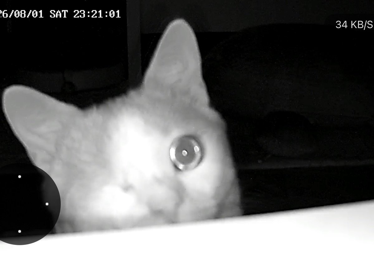 alekko_chan's tweet photo. My cat Rusty on home camera https://t.co/zfLo2HyqGr