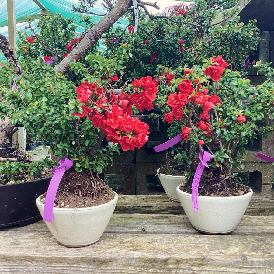 herons_bonsai's tweet photo. https://t.co/tRU0JjYRI9