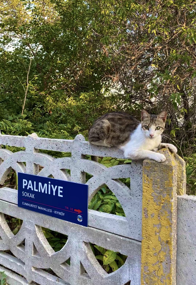 ysncvdarr's tweet photo. Kıyıköy ⚓️ https://t.co/yBgCIp0Vnl