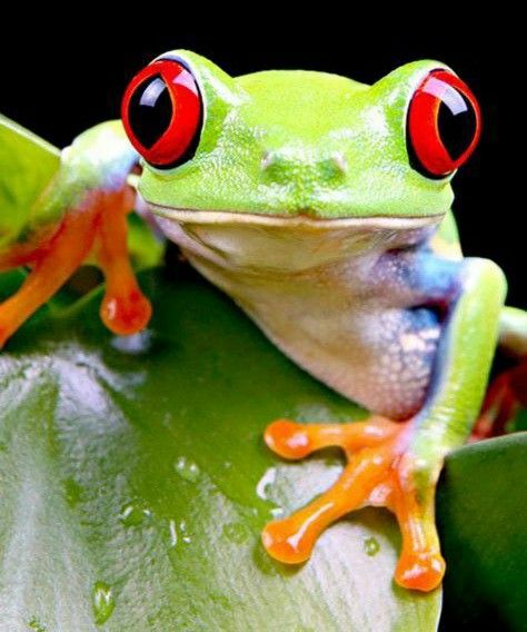 TheFrogPond_'s tweet photo. https://t.co/ss54GxJ5VH