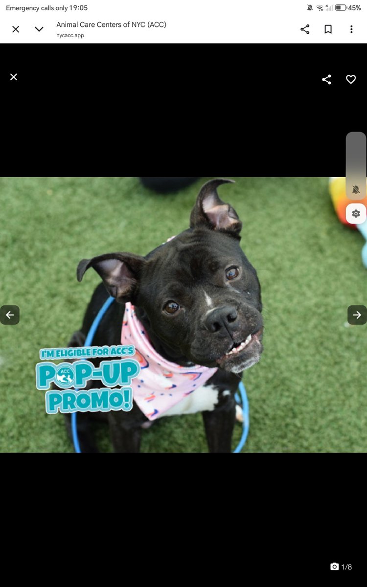 samj_jane's tweet photo. Pop up Promo 🐶 #Adoptme
https://t.co/in1yRpMJMU
This gorgeous girl is 2yr old Xola shes looking for her forever 🏡
Her adoption fees are waived and comes with a $50 gift card
How can u resist that smile go meet her today at #Qacc
#Pledge #Foster #Adopt 🙏❤️🐶
This https://t.co/rDu1wr1iL7