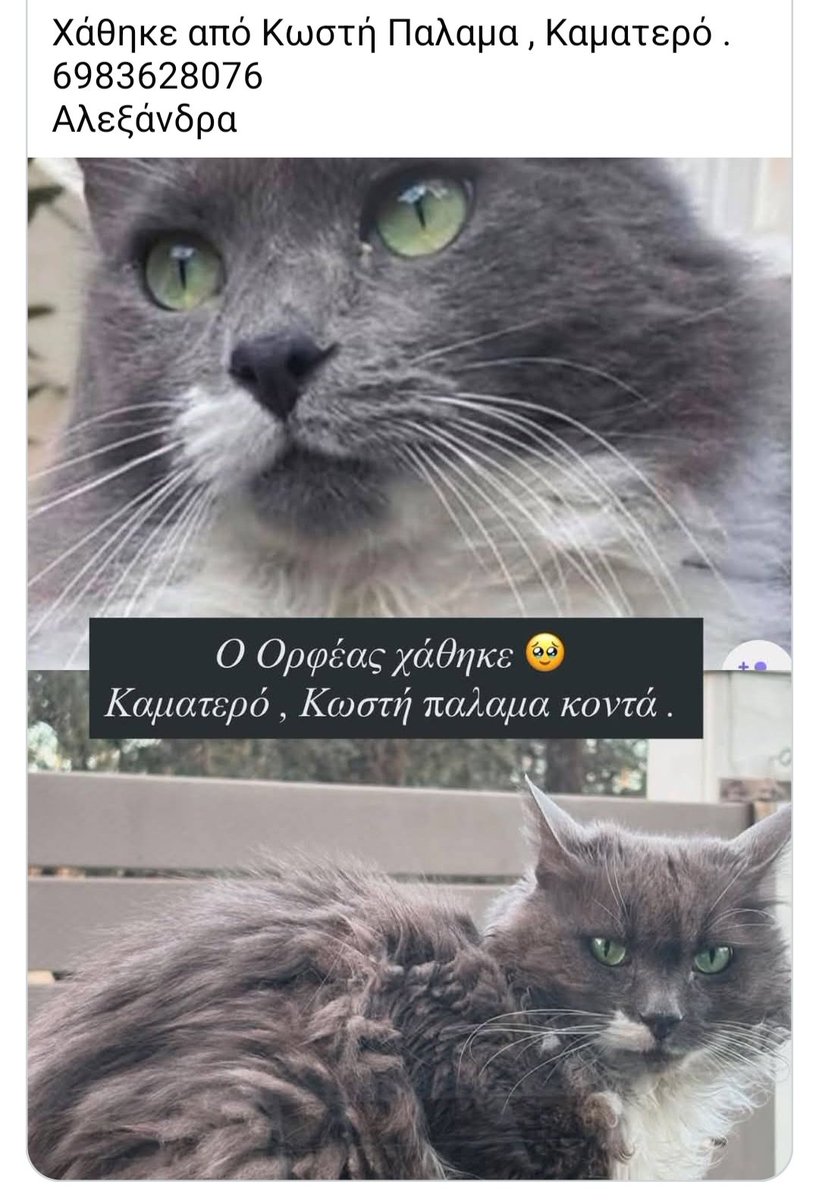 KatKatPt's tweet photo. 🆘️🆘️🆘️
Χαθηκε ο Ορφέας στο Καματερο απο Κωστή Παλαμά
Για οποιαδήποτε πληροφορία καλέστε άμεσα στο τηλ
Rt 🙏 🙏 🙏 https://t.co/zZsOVIqrMb
