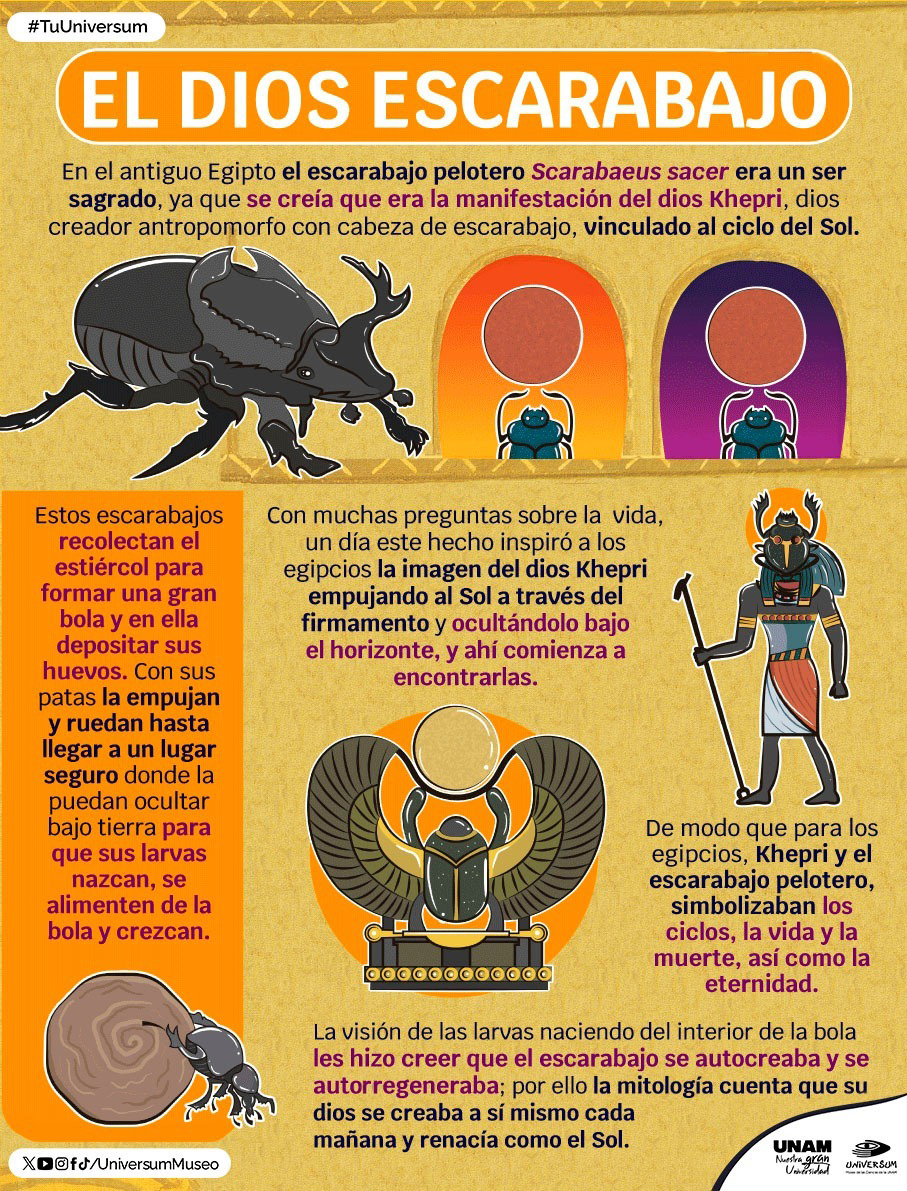 unamglobal's tweet photo. 🪲 ¿Cuál es la relación entre los escarabajos peloteros y el dios egipcio Khepri? Checa una infografía de @UniversumMuseo. ⬇️ https://t.co/aLV4vnwjBv