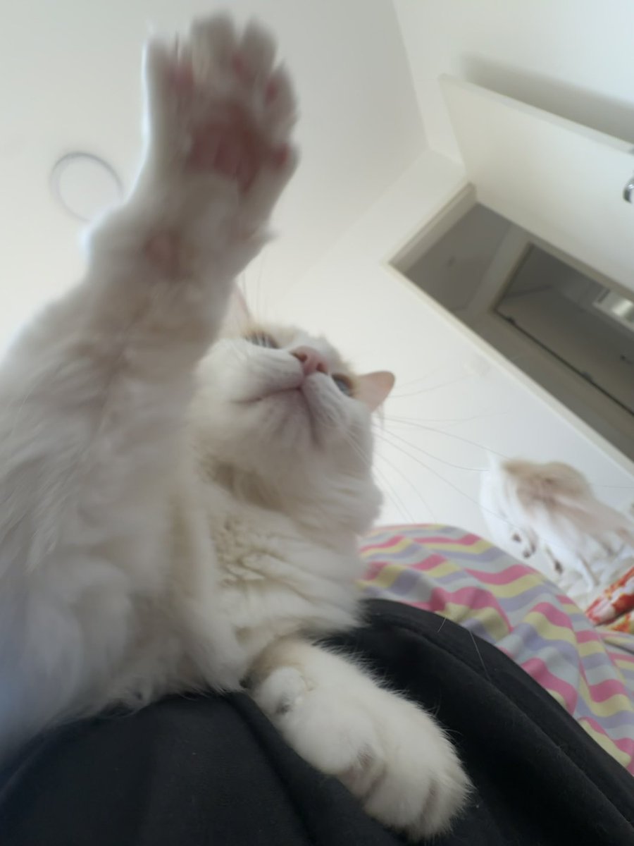 lorenaaorsi's tweet photo. *pat* https://t.co/X5fRD1YZh8