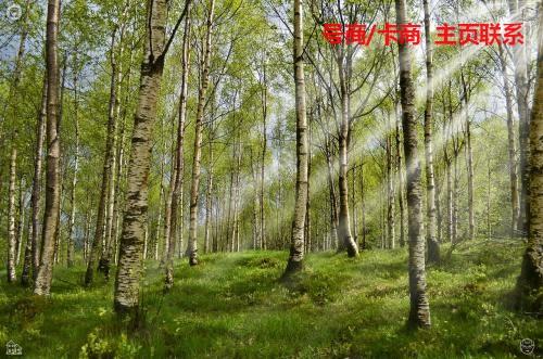 daniel_akpoguma's tweet photo. 2026-08-03 02:18:58👁
点这👉 @DazorC67977
🍳i茅台  🌻抖音号
👎手机卡  🌳京东
🛋物联卡  📎接码注册

🦬生活难免有风雨，前路偶尔会迷茫，但只要心中有光，脚下有路，就大胆往前走，那些打不倒你的，终会让你更加强大，奔赴属于自己的山海。 https://t.co/3cZkMkBZx6