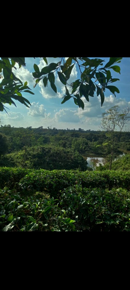 Nord_122's tweet photo. @AaishaaSoomro Here's another( tea garden somewhere in sylhet, Bangladesh). Photo taken by me lol https://t.co/R696UBy3aR