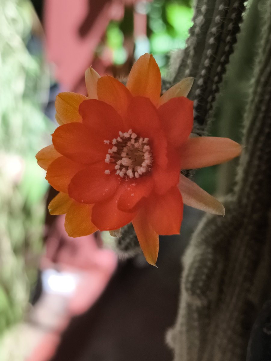 86xlv's tweet photo. Domingo de subidón. 🧡 https://t.co/fPX6WluG7E