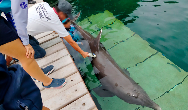 PlayaRiviera's tweet photo. Los explotaron por años, ahora nadie quiere hacerse cargo de ellos y pretenden dormirlos para siempre. Plantea la PROFEPA la EUTANASIA para los nueve delfines abandonados en Dolphin Discovery Ventura Park en Quintana Roo. Entre ellos está Mincho, el delfín de 38 años que durante un espectáculo se impactó contra el concreto. Padece cáncer y ceguera, así era usado pues cada cetáceo genera anualmente un millón de dólares en ganancias. Esta no es la solución, si por tanto tiempo se les uso, se les debe un retiro digno. Se los debemos. @PROFEPA_Mx 
Fuente Milenio