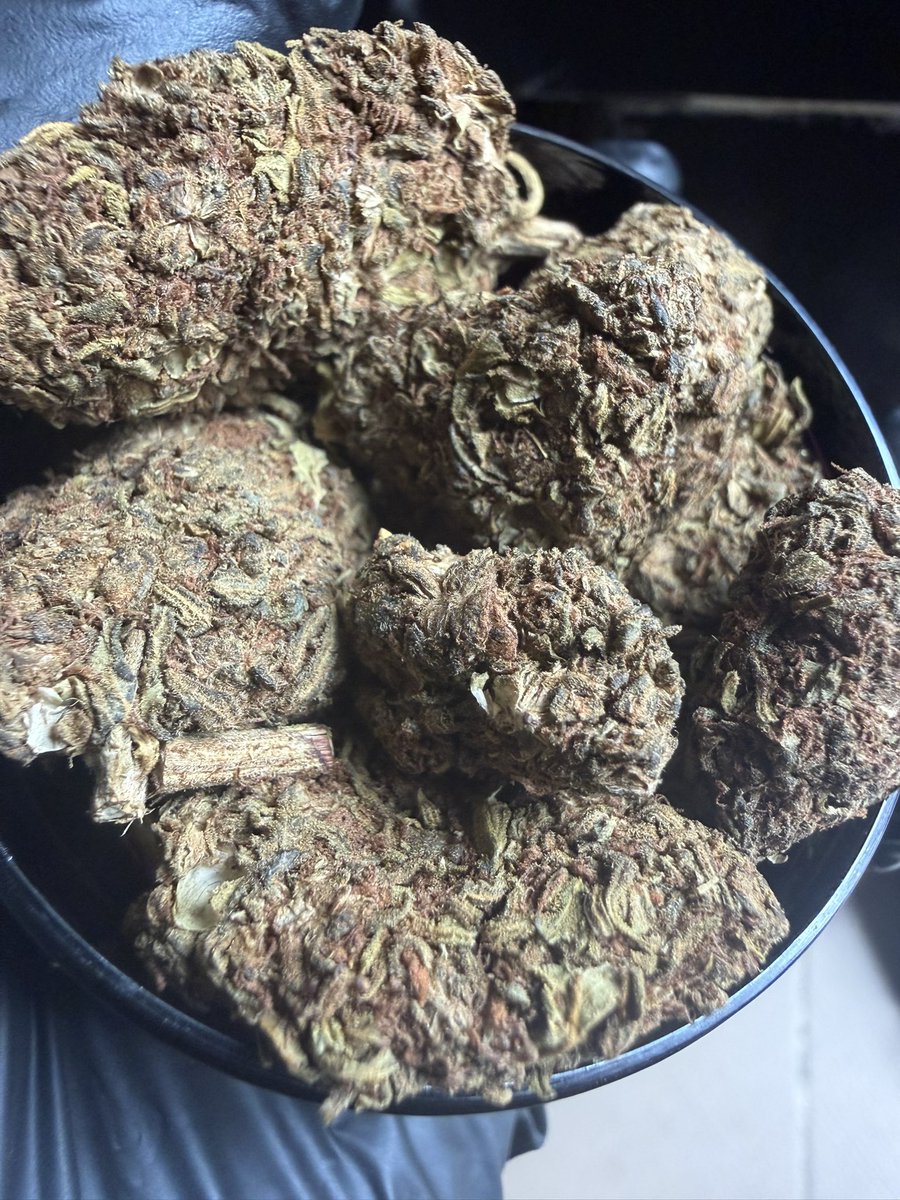 HighkushStrain's tweet photo. Regular not exotic 🤭💚 https://t.co/i6TQjXVtD7