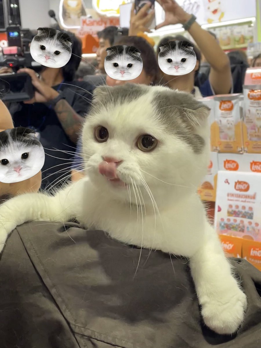 miizeee's tweet photo. สรุปค่าใช้จ่ายไปติ่งน้องดารา
ค่าเครื่องที่พัก 0
ค่ารถ 1xx
ค่าบัตร 20
เจอน้องดาราเหลือ 0 🤟🏻ㅠㅠ
ขาวมากขนนุ่ม(ไม่ได้จับหรอกแต่นุ่ม!!) ตัวจริงเร้กกว่าในรูปหน้าเท่ากำปั้น พี่เลี้ยง(ออนไลน์)มาเองกับมือ ขอบคุณคุณแม่ที่พาน้องดารามาให้พี่ๆเติมด้วยนะคะ หัวใจคุณแม่สิบดวง @jiewliewnjiggo https://t.co/e9aD5ZUrO2