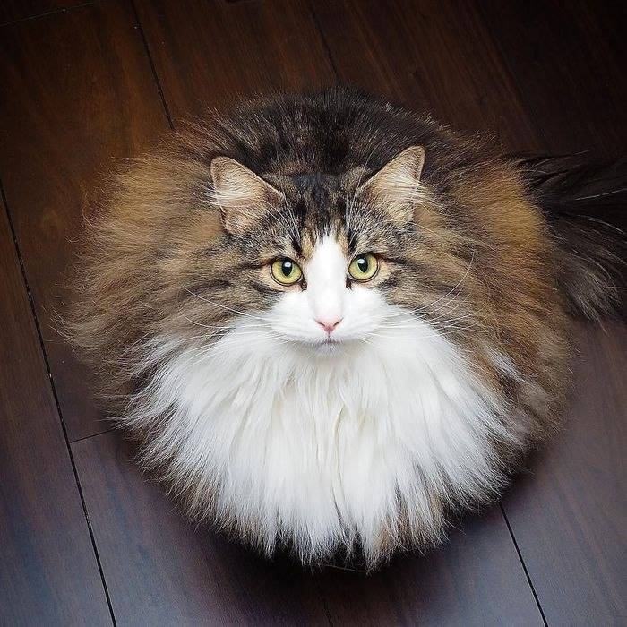 kittyworks tweet picture