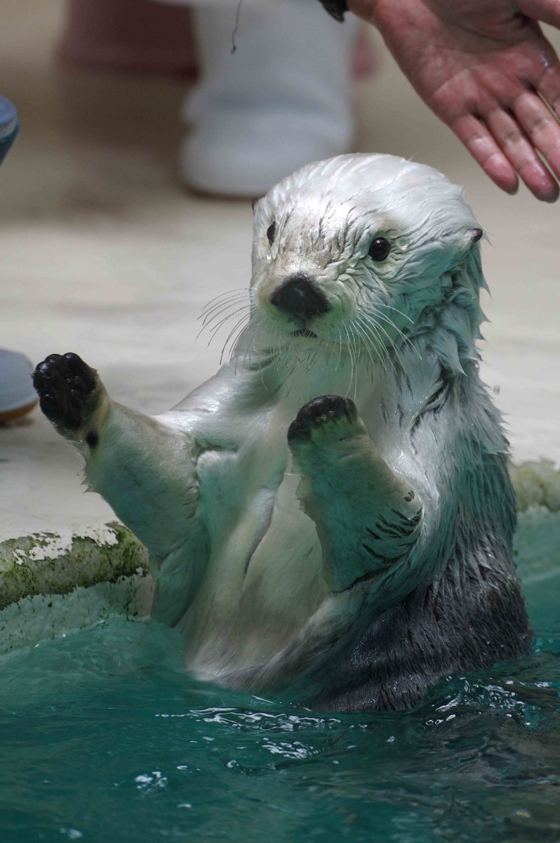 鳥羽水族館🐠 メイちゃん🎵 2026.7.31 #鳥羽水族館