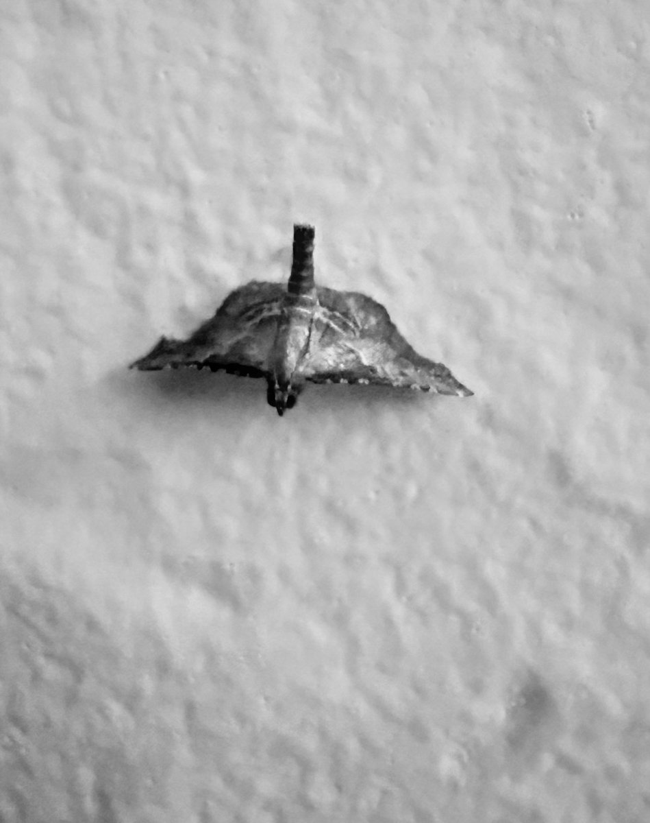 kirsten_fernand's tweet photo. #blackandwhitephotography https://t.co/qLgFUlfllm