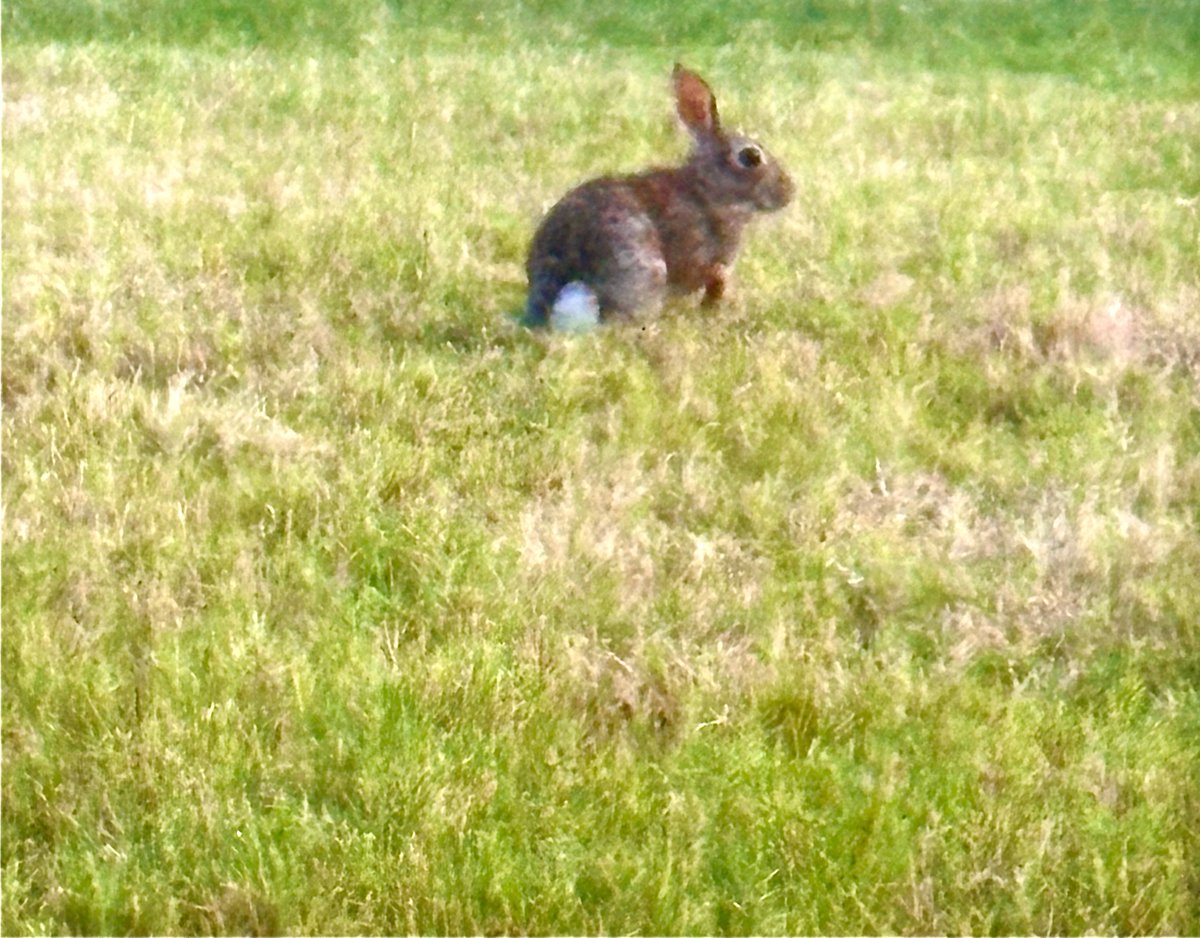 VelvetLensjbs's tweet photo. Backyard Bunny🐇
#Photography https://t.co/dlmx2coDjM